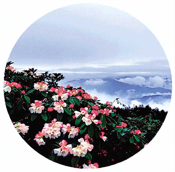 桂林这些春日花景，你都打卡了吗？